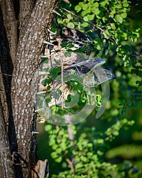 Crested hawk eagle flying behind the bushes close up shot