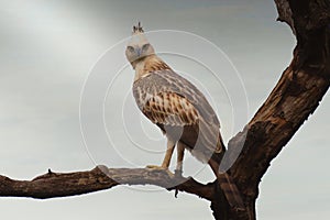 Crested hawk-eagle resting on pearch