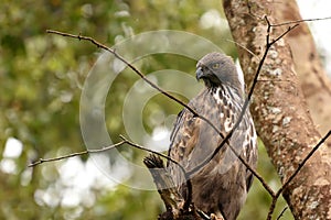 Crested Hawk Eagle is resting on a tree