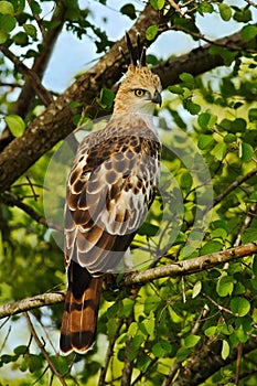 Crested Hawk Eagle, Spizaetus cirrhatus ceylanensis, beautiful bird of prey from Sri Lanka. Raptor in the nature habitat. Bird of