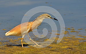 Crested heron walking in the marsh