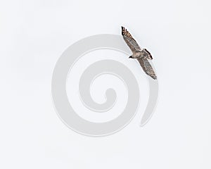 A Crested Honey Buzzard flying in the sky