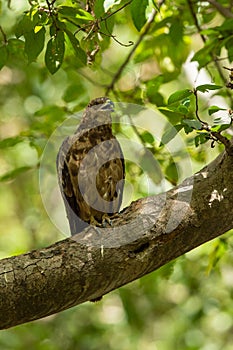 Crested honey buzzard or pernis ptilorhynchus in a beautiful green background sitting on a perch at keoladeo, bharratpur