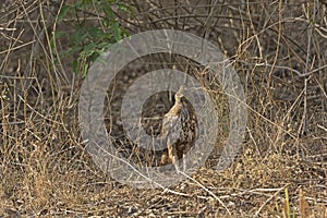 Crested Hwk Eagle in the Forest