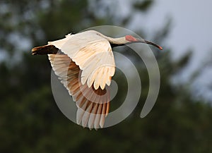 Crested Ibis photo