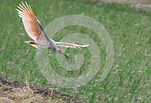 Crested ibis, Nipponia nippon