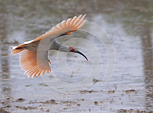 Crested ibis, Nipponia nippon