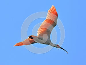 Crested ibis is the world`s endangered birds