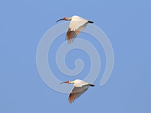 Crested ibis is the world`s endangered birds