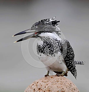 Crested Kingfisher