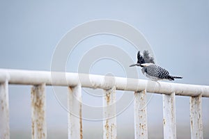 Crested Kingfisher