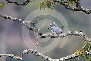 Crested Kingfisher