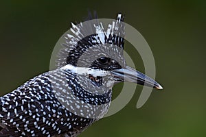 Crested Kingfisher Bird