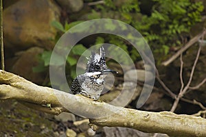 Crested kingfisher, Ceryle lugubris. Corbett Tiger Reserve, Uttarakhand, India