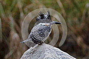 Crested Kingfisher Megaceryle lugubris Female Birds of Thailand