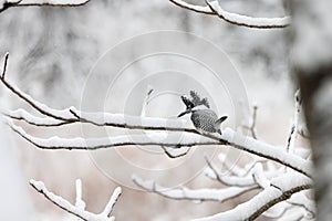 The crested kingfisher (Megaceryle lugubris lugubris) in Japan