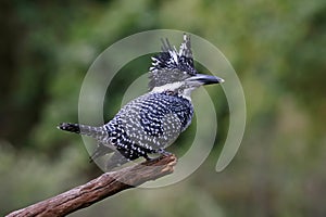 Crested Kingfisher Megaceryle lugubris Male Birds of Thailand