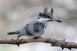 Crested Kingfisher photographed in Sattal, India