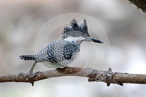 Crested Kingfisher photographed in Sattal, India