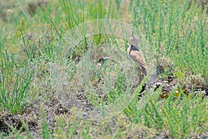 Crested Lark