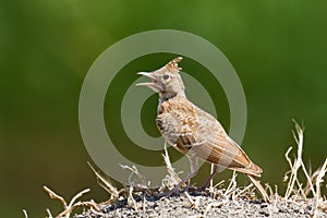 Crested Lark photo