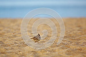 Crested lark on beach