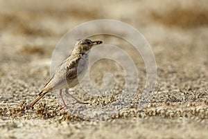 Crested Lark with a catch in Bahrain farmland
