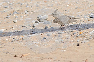 Crested Lark in a desert