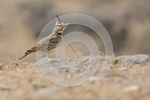 Crested Lark in a desert