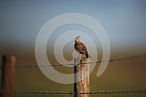 Crested lark on the fence