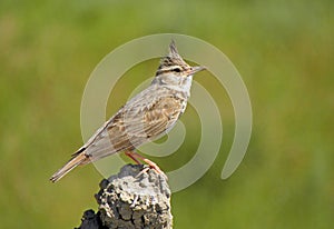 The crested lark , Galerida cristata