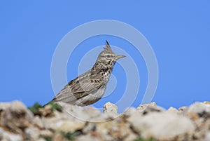 Crested Lark - Galerida cristata