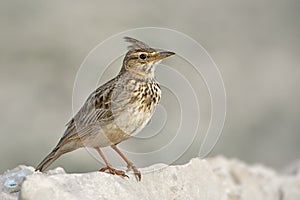 Crested Lark - Galerida cristata