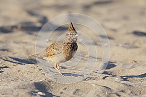 Crested Lark (Galerida cristata).