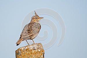 A Crested Lark Galerida cristata. A bird sits on a stone post