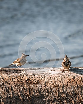 The crested lark or Galerida cristata common small grey brown bird with forelock on the sunny beach