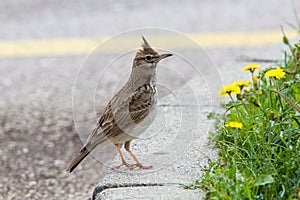 The crested lark (Galerida cristata) on a concrete curb with flowering dandelion