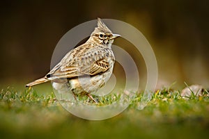Crested Lark, Galerida cristata, in the grass on the meadow. Bird in the nature habitat, Czech Republic