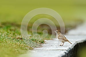 Crested Lark, Galerida cristata, in the grass on the meadow. Bird in the nature habitat, Czech Republic. Samll grey brown bird