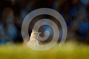 Crested Lark, Galerida cristata, in the grass on the meadow. Bird in the nature habitat, Czech Republic. Samll grey brown bird wit