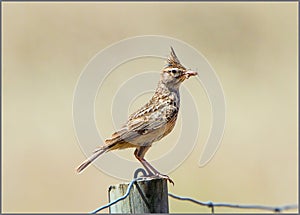 Crested Lark - Galerida cristata perched on a post.