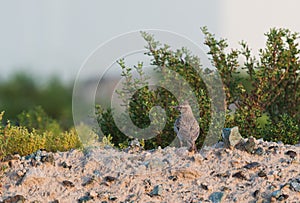 Crested Lark, Galerida cristata Rufous Naped Lark siging for all its worth