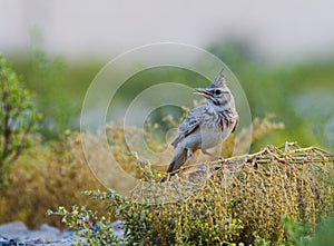 Crested Lark, Galerida cristata Rufous Naped Lark siging for all its worth