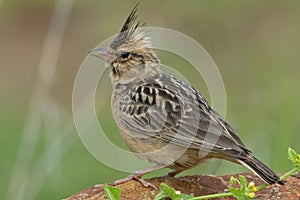 Crested Lark or Galerida cristata, Saswad, Maharshtra,