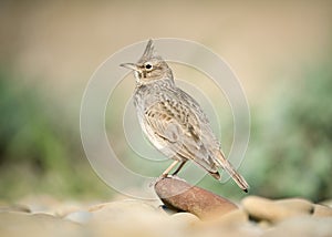 Crested Lark (Galerida cristata) sitting in a stone with a green background. Unique wild nature, bird life.