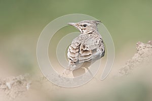 Skřivan chocholatý Galerida cristata, malý zpěvný pták stojící na písečné duně a hledá nějaké jídlo.