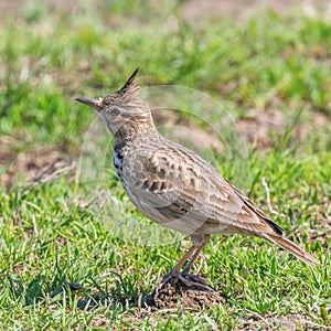 Crested lark on ground Galerida cristata Wildlife Close up