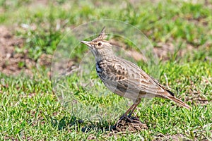 Crested lark on ground Galerida cristata Wildlife Close up