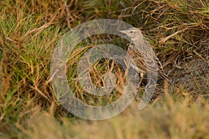 Crested Lark hiding in grass