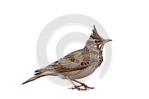 Crested Lark isolated on white background, Galerida cristata